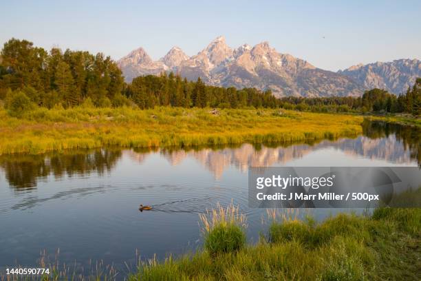 mallard with the grand teton reflected,grand teton national park,wyoming,united states,usa - grand national 2016 stock pictures, royalty-free photos & images