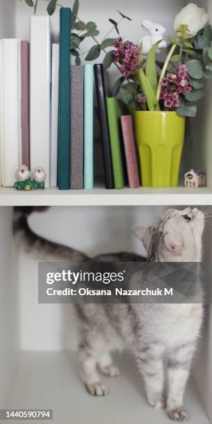 shelf with books, flowers and cat - tulips cat stock-fotos und bilder