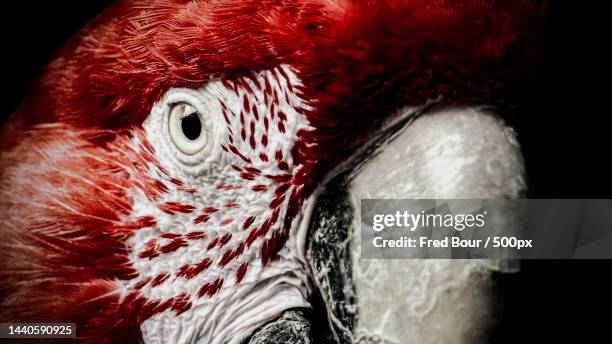 close-up of owl against black background,netherlands - jungle animal stockfoto's en -beelden