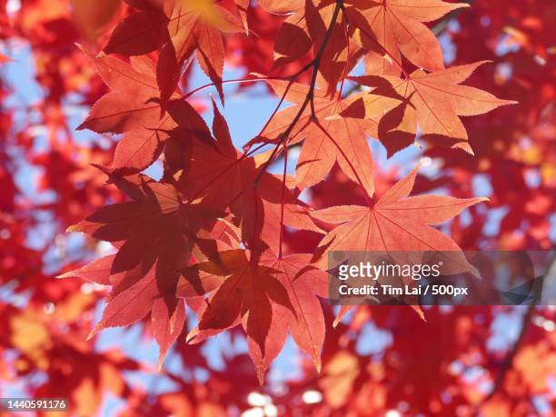 close-up of maple leaves on tree,vancouver,british columbia,canada - canadian maple trees from below stock-fotos und bilder