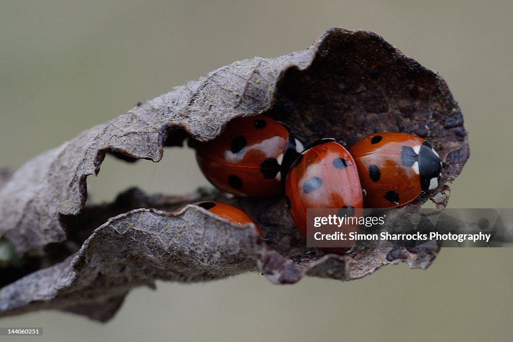 Huddled ladybirds