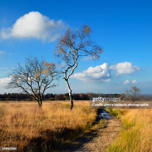 high fens, hautes fagnes - liege stock pictures, royalty-free photos & images