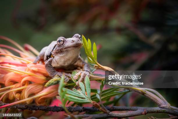 peron's tree frog (litoria peroni) - indigenous australia stock pictures, royalty-free photos & images