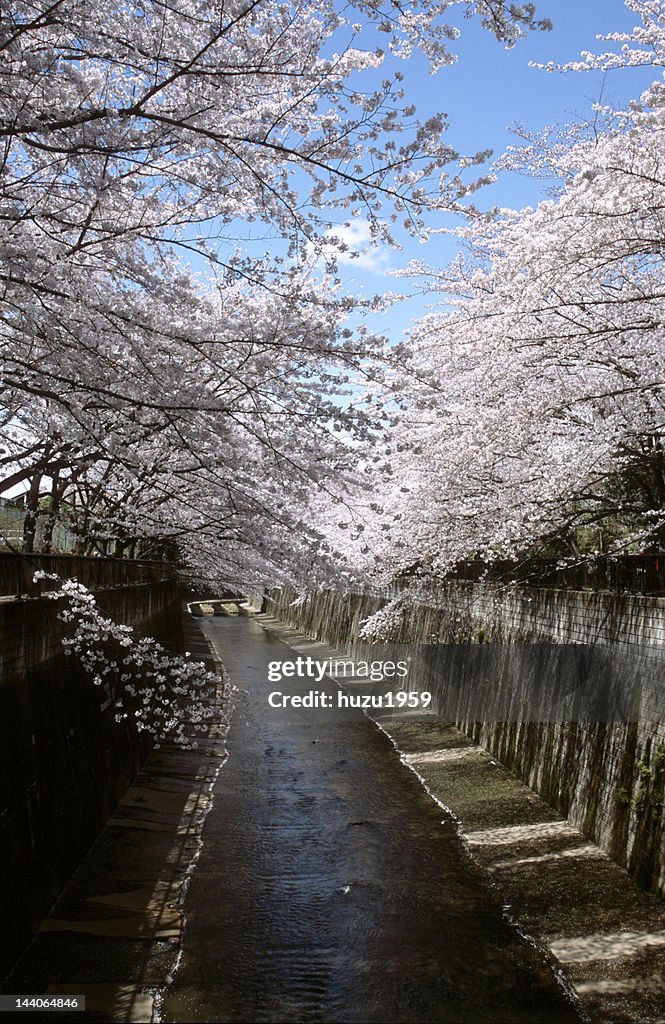 Full bloom cherry blossoms near river