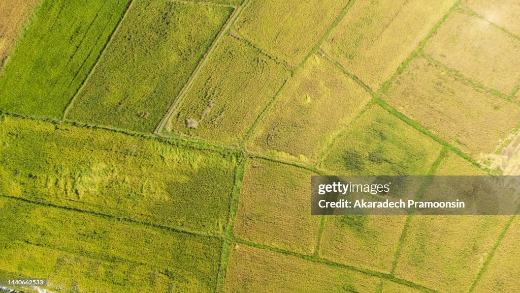 Patterns In Rice Field Aerial View Of Rice Field Pattern Top View High-Res Stock Photo - Getty ...