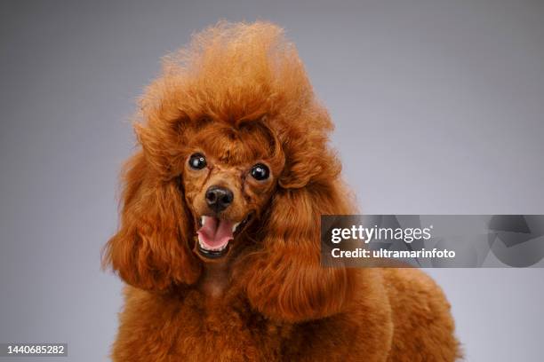 cute brown ( apricot ) miniature poodle standing on white wooden table on gray background - toy poodle haircuts stock pictures, royalty-free photos & images
