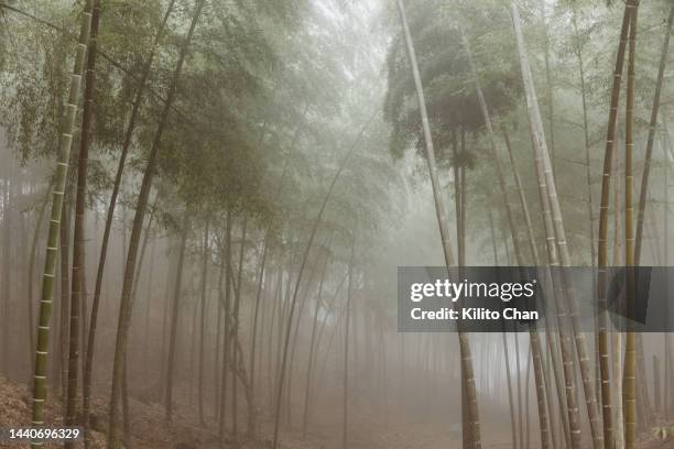 bamboo forest in fog - bambusnår bildbanksfoton och bilder