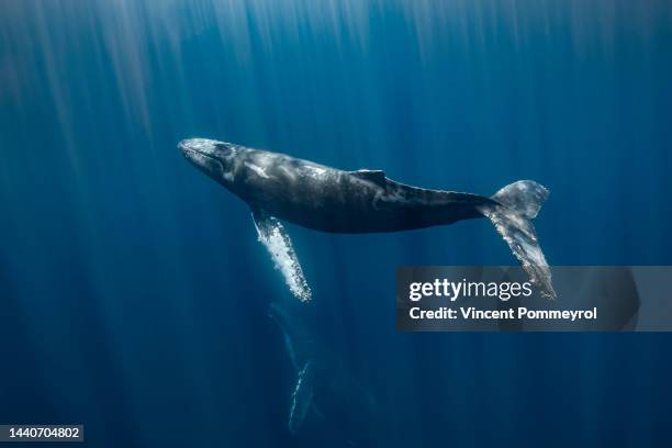 humpback whale - pod group of animals stock-fotos und bilder