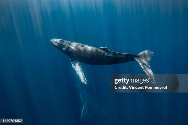 humpback whale - images of whale underwater stock pictures, royalty-free photos & images