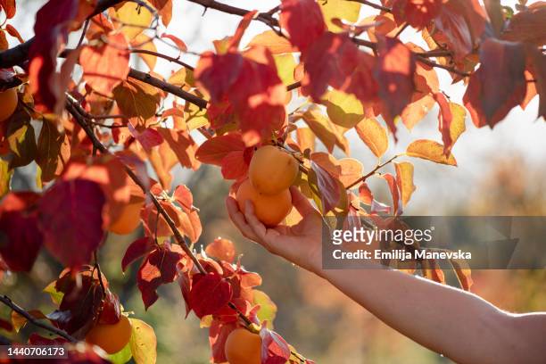 farmer harvesting persimmon fruits - amerikanische kakipflaume stock-fotos und bilder
