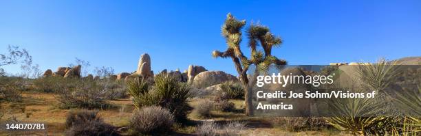 Joshua Tree National Park, Spring, California