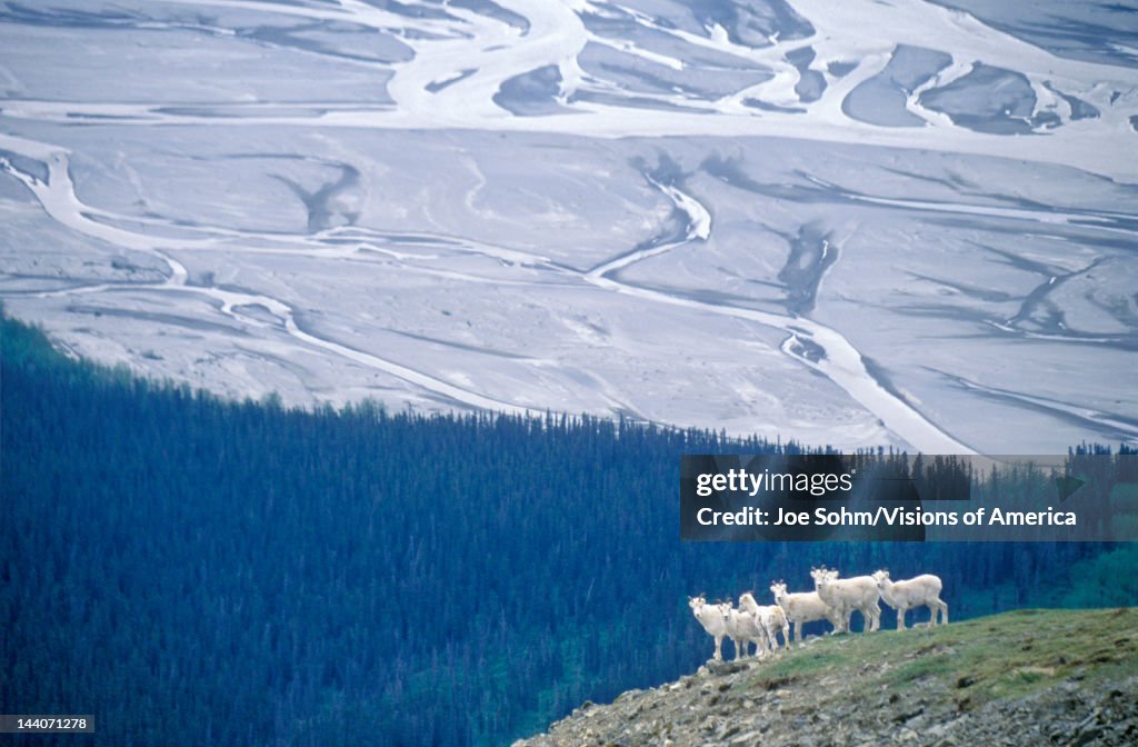 Dall sheep in St. Elias National Park, Wrangell, Alaska 