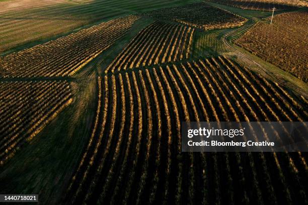 rows of vines in a vineyard - australian vinyards stock pictures, royalty-free photos & images