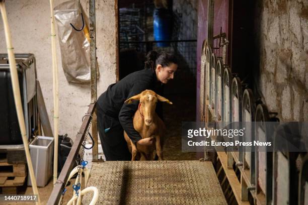 Partner and owner Pilar helps a goat up to the milking area at La Caperuza cheese dairy on November 9 in Bustarviejo, Madrid, Spain. La Caperuza is a...