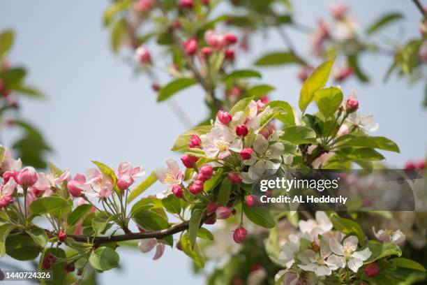 close-up of crab apple blossom against sky - äppelblom bildbanksfoton och bilder