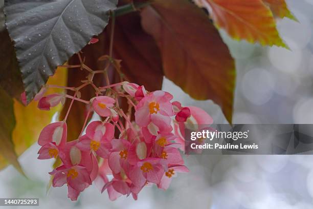 angel wing begonia flowers - angel pink stock pictures, royalty-free photos & images