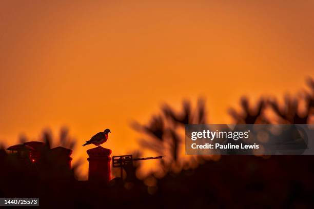 pigeon on the chimney - columbidae stock pictures, royalty-free photos & images