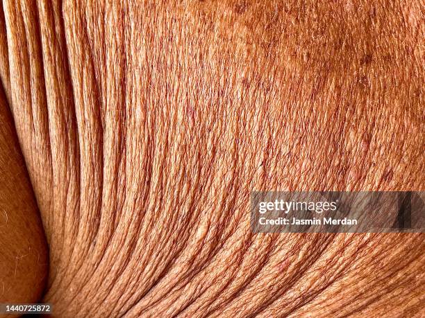 old aged wrinkled skin close up - human skin back stock pictures, royalty-free photos & images