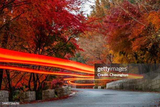 a car is driving on the asphalt road amidst maple trees in autumn at dusk - november landscape stock pictures, royalty-free photos & images