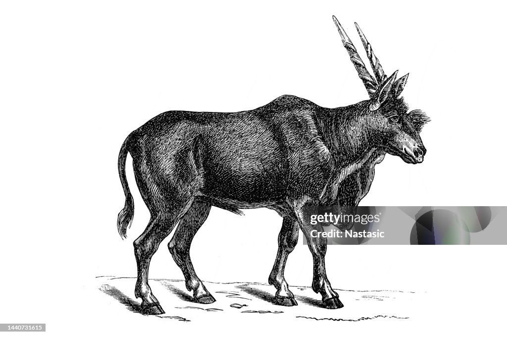 Common eland (Taurotragus oryx), also known as the southern eland or eland antelope, is a savannah and plains antelope found in East and Southern Africa