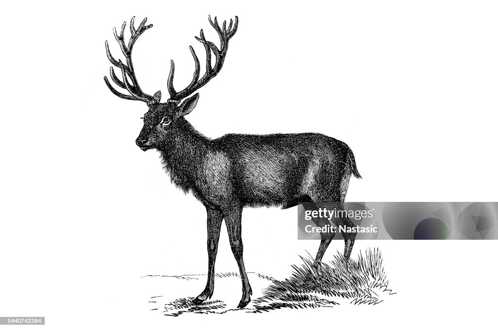 Red Deer