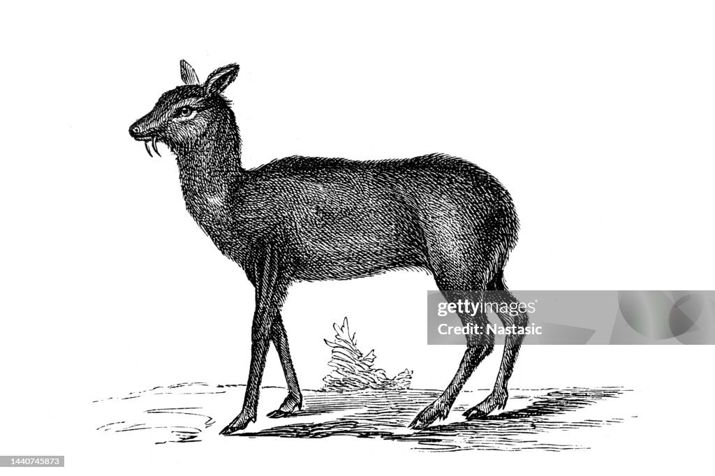 Musk deer