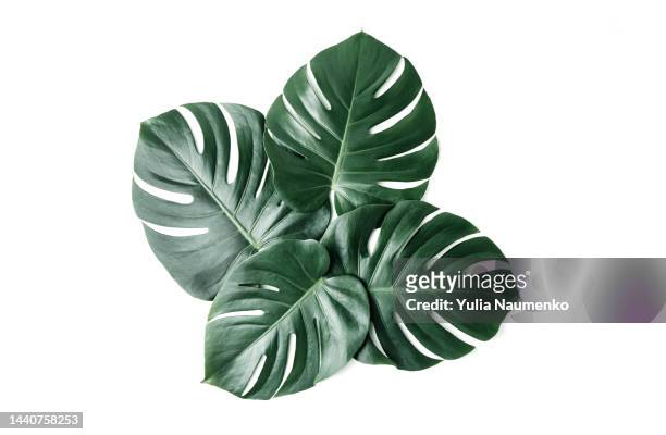 monstera leaves, the tropical evergreen vine. - evergreen plant foto e immagini stock