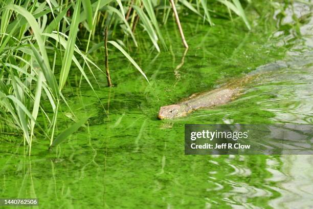 wild monitor lizard hunting in the water in south africa - forked tongue stock pictures, royalty-free photos & images