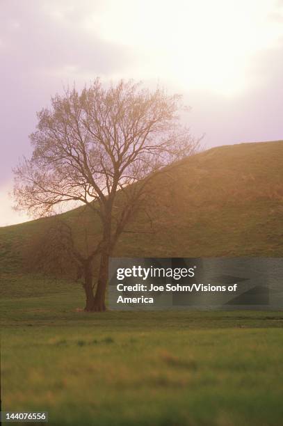 Silhouetted tree at dusk in front of the largest pre-historic mounds, Cahokia, IL