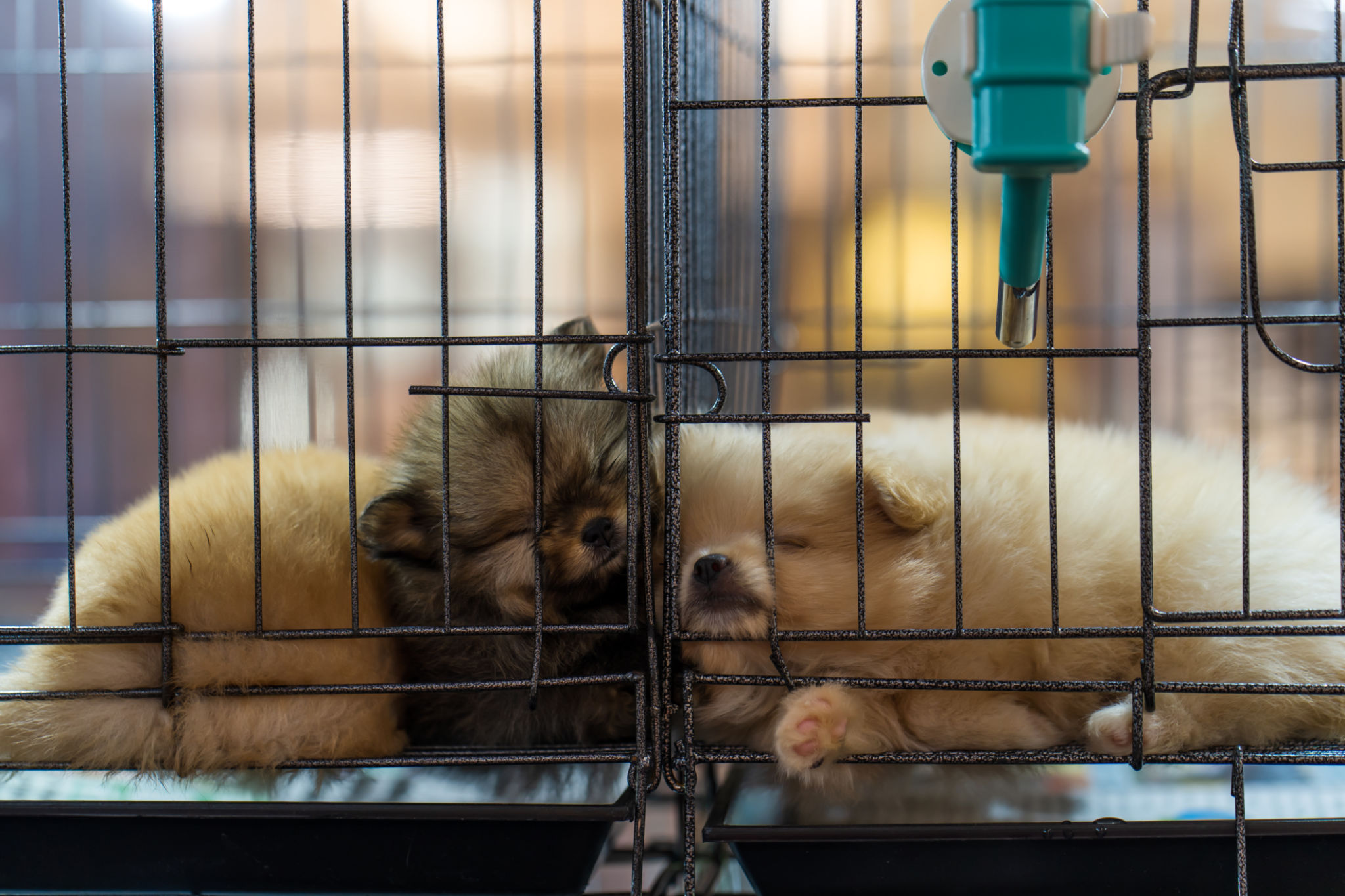 pet store puppies