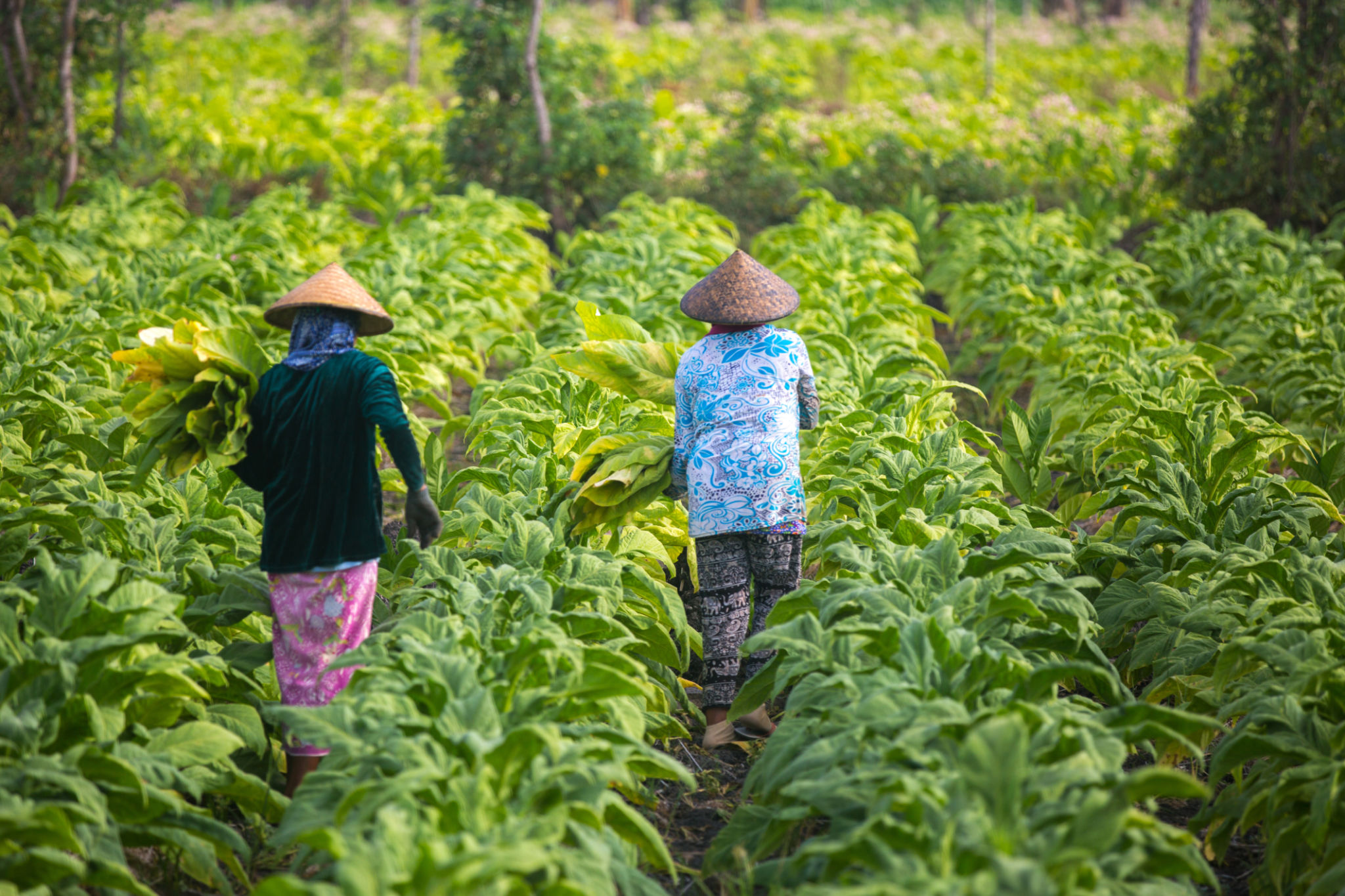 Lombok farm