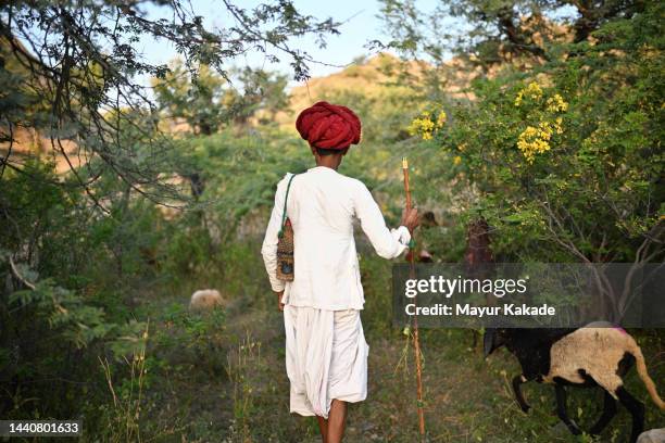 rear view of a senior rabari shepherd guarding his flock of goats - nomad cattle herder from rajasthan stock-fotos und bilder