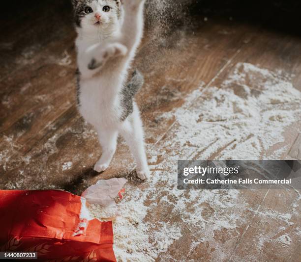 a kitten creates a huge mess with flour - comportamento animale foto e immagini stock