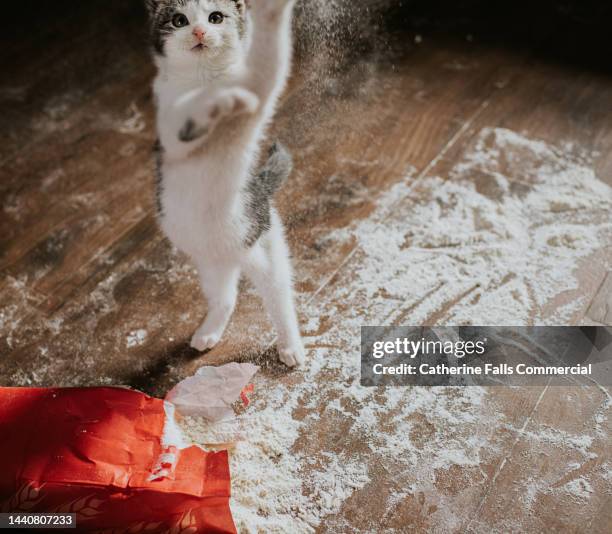 a kitten creates a huge mess with flour - dirty pan stock pictures, royalty-free photos & images