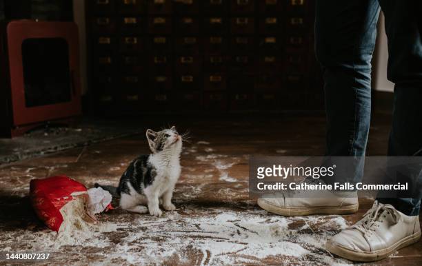 a cute kitten looks ashamed when caught by its owner after making a huge mess on the floor with flour. - caos stock pictures, royalty-free photos & images