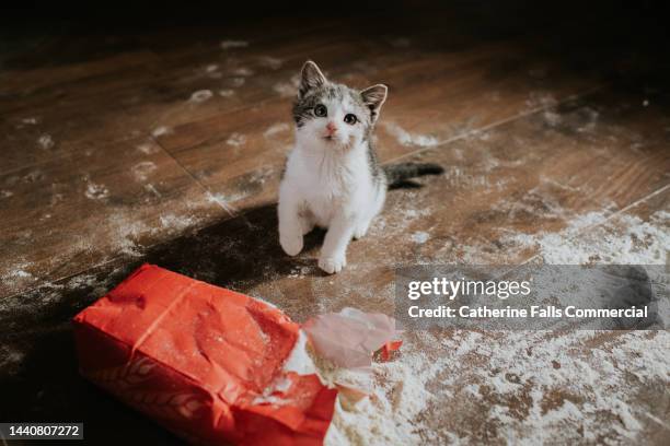 a mischievous kitten has torn a bag of flour and made a mess. - innocence photos et images de collection