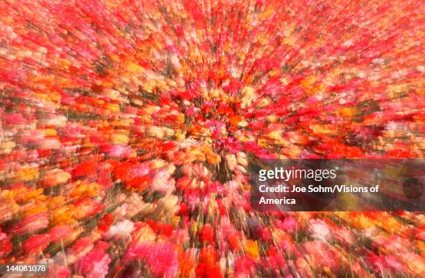 Abstract shot of field of Ranunculus, San Diego, California
