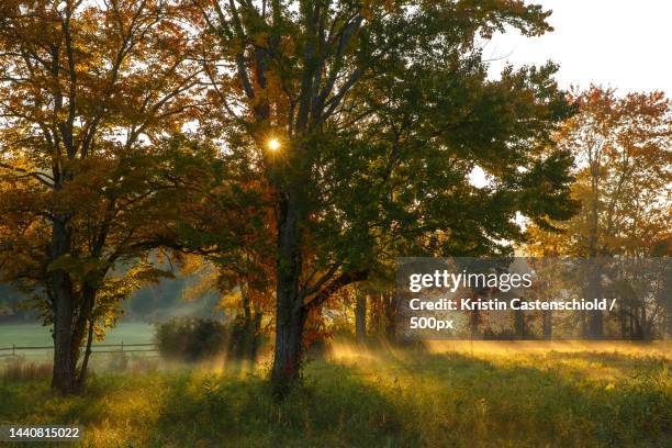 trees on field against sky during autumn,new jersey,united states,usa - new jersey landscape stock pictures, royalty-free photos & images