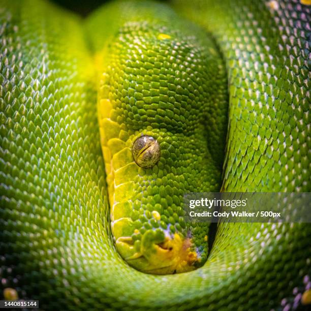 Green Python Close Up 547 Green Tree Python Stock Photos, High-Res Pictures, and Images ...