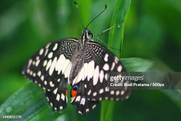 close-up of butterfly on leaf - farfalla a coda di rondine foto e immagini stock