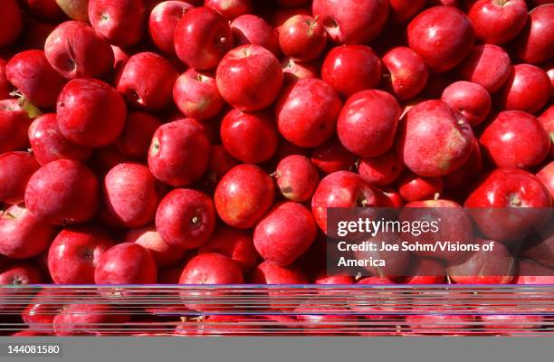 Close-up of picked apples