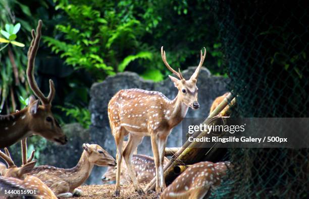 high angle view of axis deer standing on field,jakarta,indonesia - spotted deer stock pictures, royalty-free photos & images