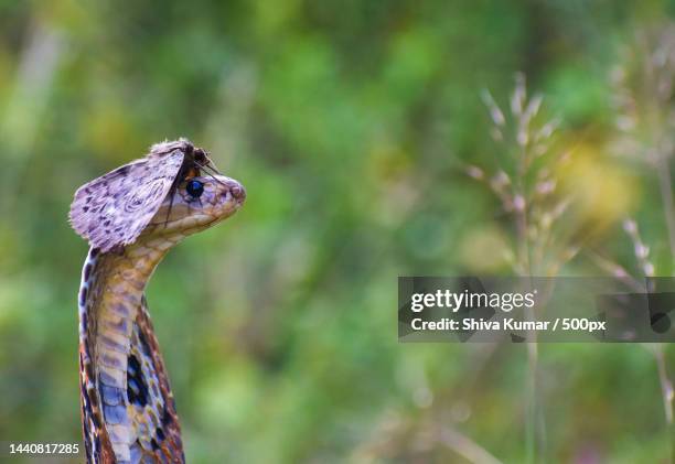 owl moth on indian cobra rare moment caught at nallamala forest telangana,kurnool,andhra pradesh,india - forest cobra stock pictures, royalty-free photos & images