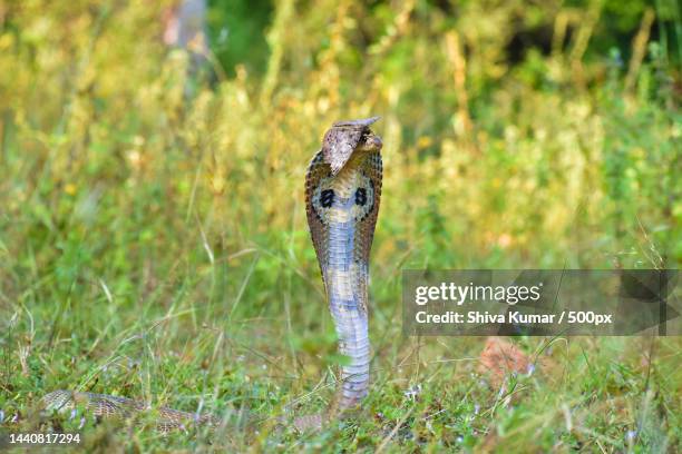 owl moth on indian cobra rare moment caught at nallamala forest telangana,kurnool,andhra pradesh,india - forest cobra stock pictures, royalty-free photos & images