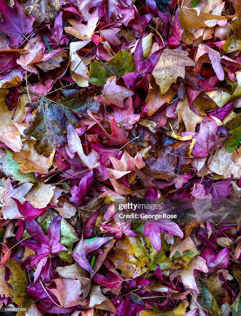Autumn in Santa Barbara County Wine Country