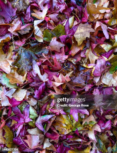 Autumn in Santa Barbara County Wine Country, News Photo