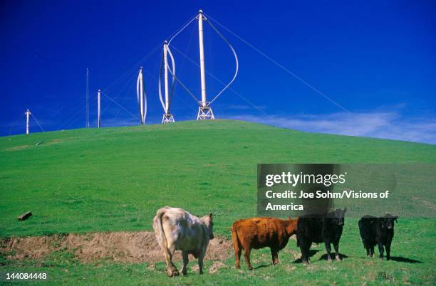Cows in front of wind turbines at Altamont Pass, CA