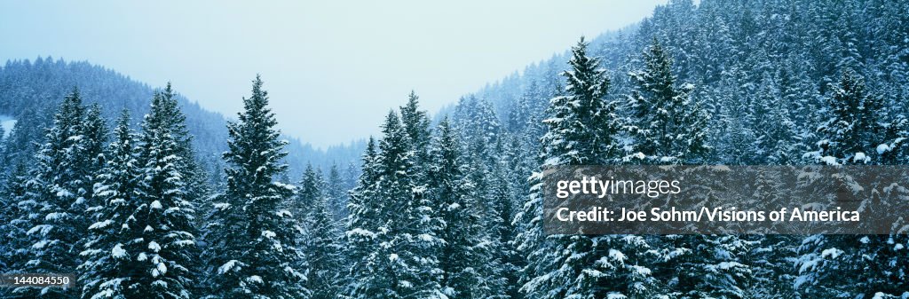 These are snow covered Douglas Fir trees in the Bridger-Teton National Forest.
