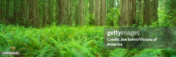 This is the Jedediah Smith Redwood State Park, It shows the giant old growth redwoods, which are around 2500 years old, There are ferns growing all...