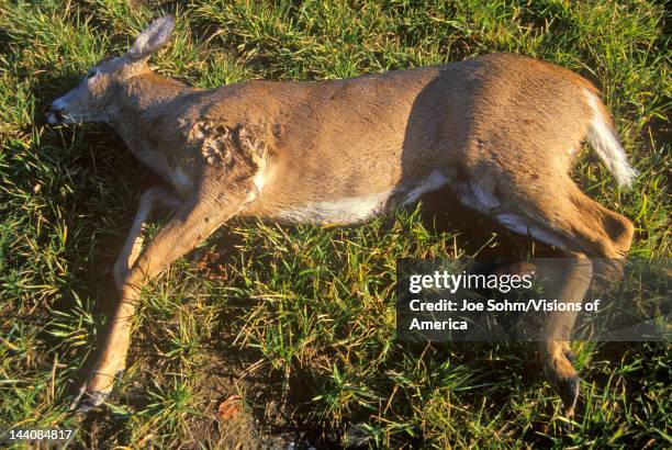 Dead Deer hit by car, NY